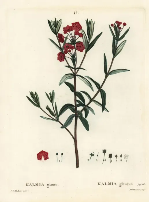 Framed Print : Bog laurel, Kalmia polifolia Framed Print : Bog laurel, Kalmia polifolia