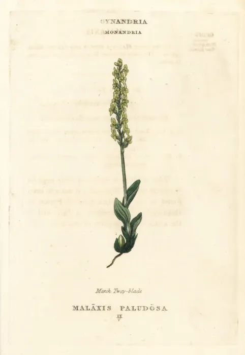 Framed Print : Bog orchid, Hammarbya paludosa Framed Print : Bog orchid, Hammarbya paludosa