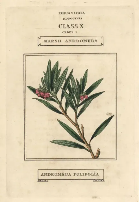 Framed Print : Bog rosemary, Andromeda polifolia Framed Print : Bog rosemary, Andromeda polifolia
