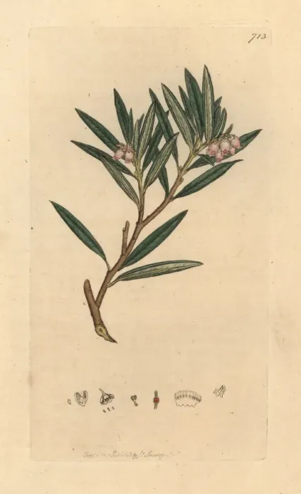 Framed Print : Bog rosemary, Andromeda polifolia Framed Print : Bog rosemary, Andromeda polifolia