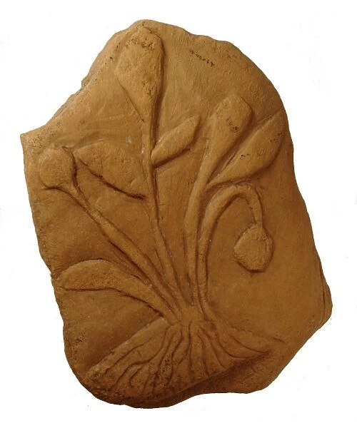 Bogus fossil plant