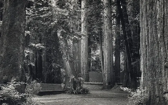 Framed Print : Bohemian Club (of San Francisco) - Bohemian Grove Framed Print : Bohemian Club (of San Francisco) - Bohemian Grove