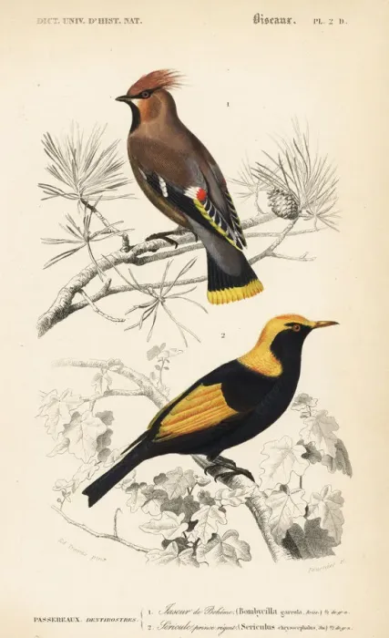 Framed Print : Bohemian waxwing, Bombycilla garrulus Framed Print : Bohemian waxwing, Bombycilla garrulus