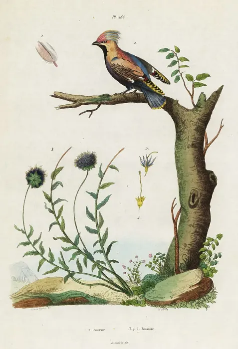 Framed Print : Bohemian waxwing and sheep's bit Framed Print : Bohemian waxwing and sheep's bit