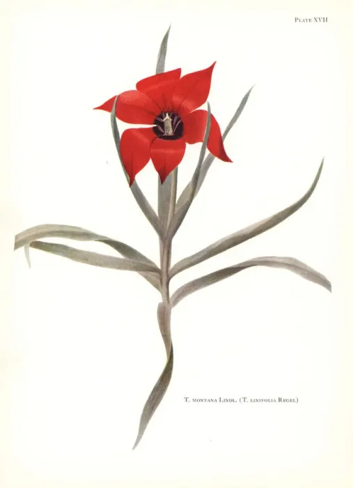 Framed Print : Bokhara tulip, Tulipa montana (Tulipa linifolia) Framed Print : Bokhara tulip, Tulipa montana (Tulipa linifolia)