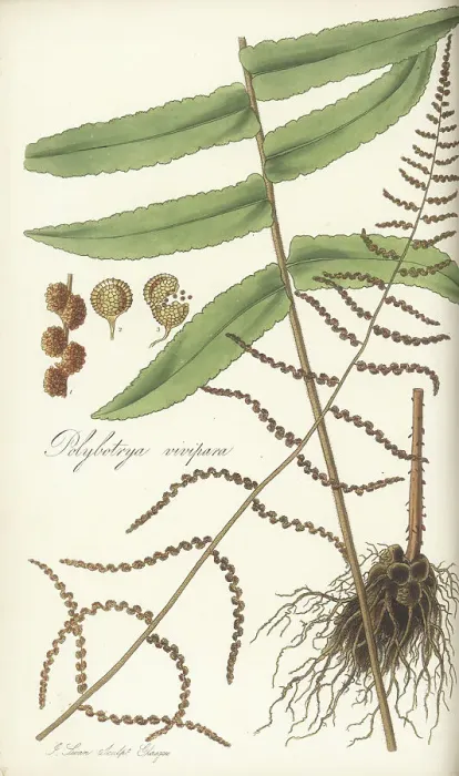Framed Print : Bolbitis nodiflora fern Framed Print : Bolbitis nodiflora fern