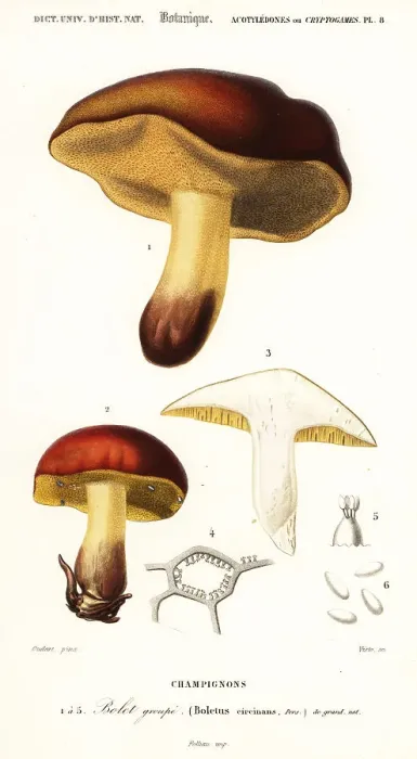 Framed Print : Bolet mushroom, Boletus circinans Framed Print : Bolet mushroom, Boletus circinans