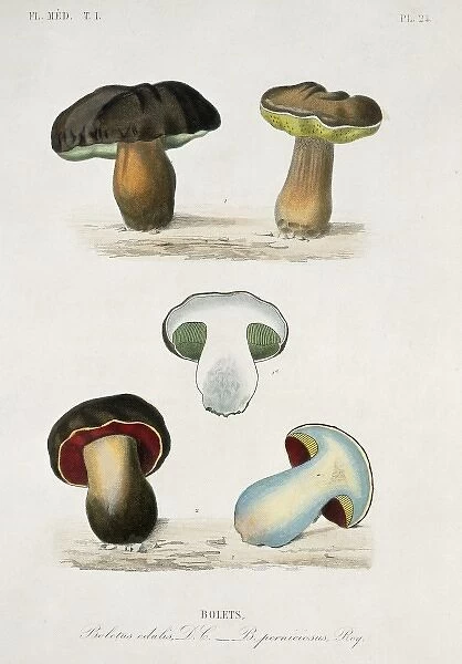 Bolete sp., bolete mushrooms