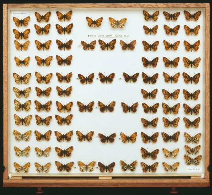 Framed Print : Boloria selene, small pearl bordered fritillary Framed Print : Boloria selene, small pearl bordered fritillary