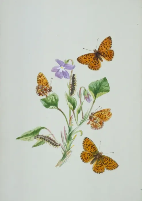Framed Print : Boloria selene, small pearl-bordered fritillary (above) Framed Print : Boloria selene, small pearl-bordered fritillary (above)