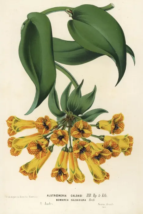 Framed Print : Bomarea multiflora Framed Print : Bomarea multiflora
