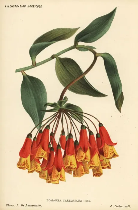 Framed Print : Bomarea multiflora Framed Print : Bomarea multiflora