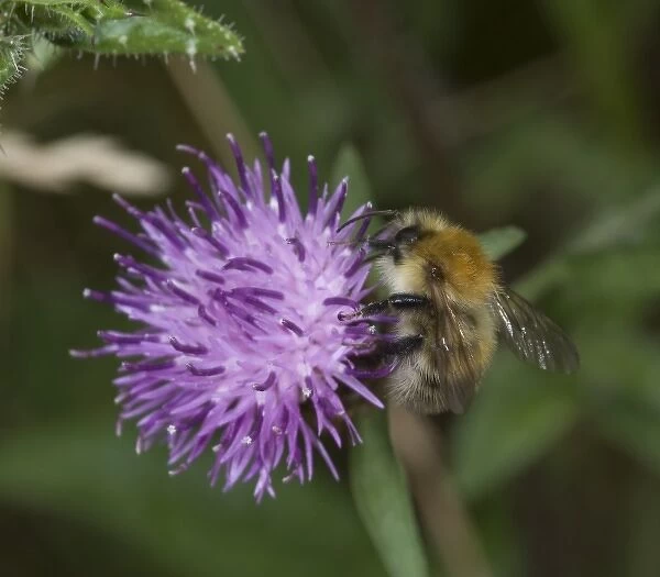 Bombus pascorum, common carder bee