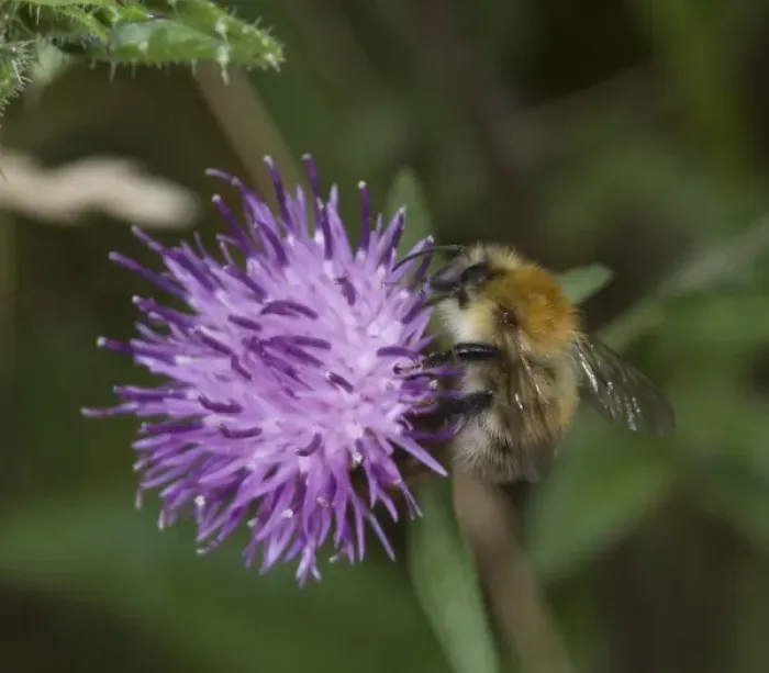 Framed Print : Bombus pascorum, common carder bee Framed Print : Bombus pascorum, common carder bee
