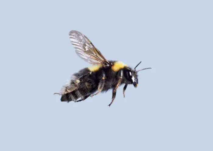 Framed Print : Bombus sp. bumble bee Framed Print : Bombus sp. bumble bee