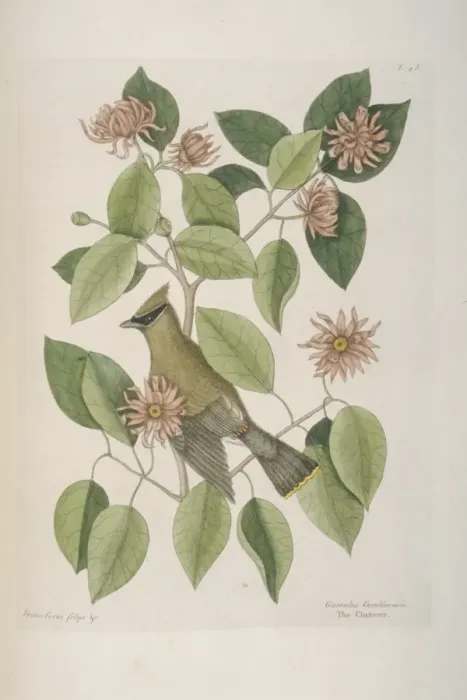 Framed Print : Bombycilla garrulus, Bohemian waxwing Framed Print : Bombycilla garrulus, Bohemian waxwing