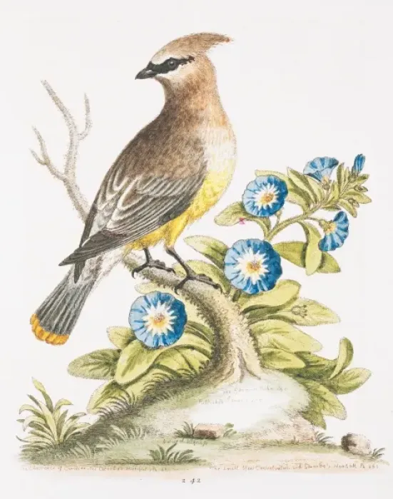 Framed Print : Bombycilla garrulus, bohemian waxwing Framed Print : Bombycilla garrulus, bohemian waxwing