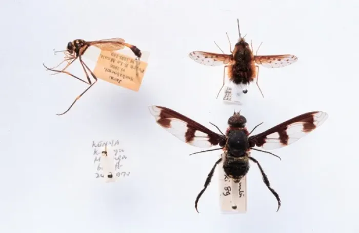 Framed Print : Bombyliidae specimens Framed Print : Bombyliidae specimens