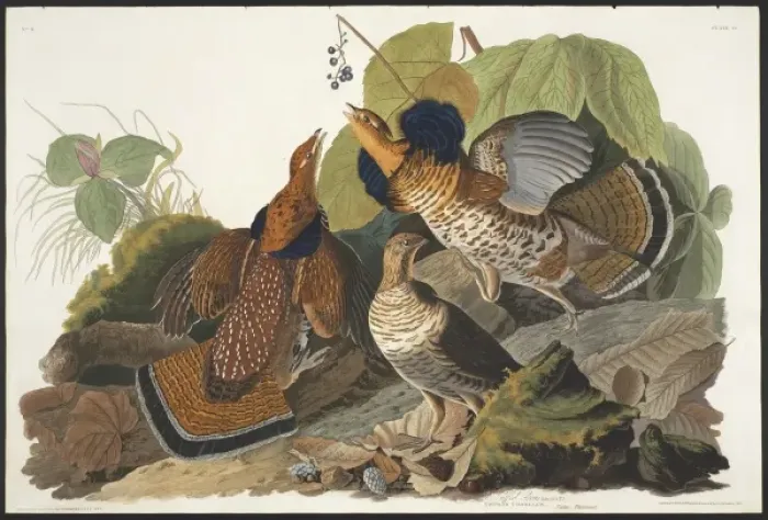 Framed Print : Bonasa umbellus, ruffed grouse Framed Print : Bonasa umbellus, ruffed grouse
