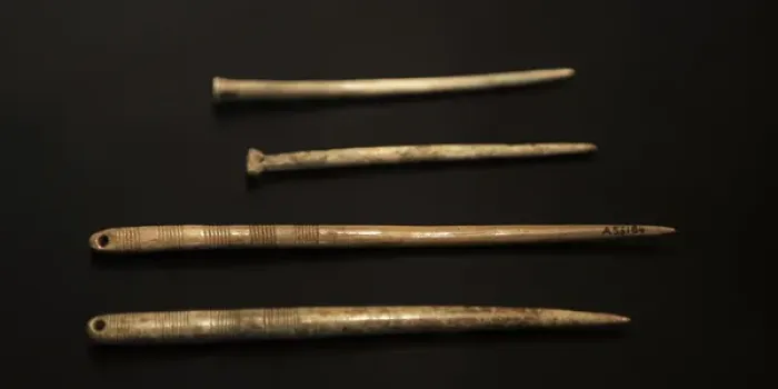 Framed Print : Bone pins. Neolithic. Denmark Framed Print : Bone pins. Neolithic. Denmark