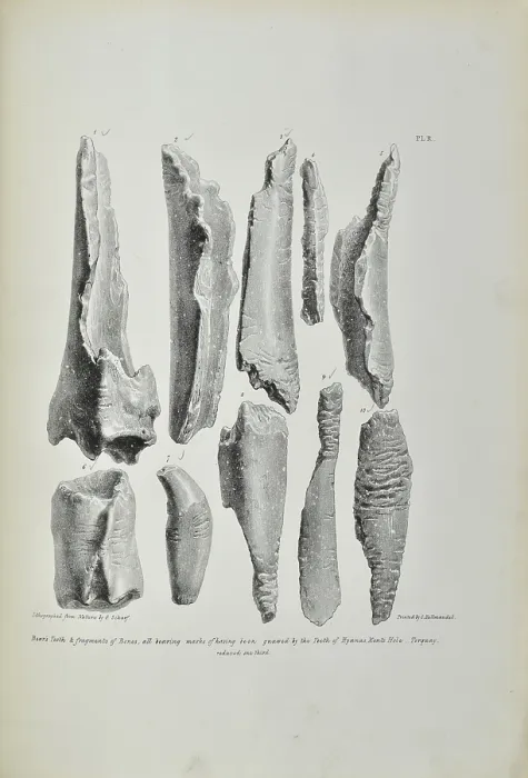 Framed Print : Bones bearing marks of having been gnawed by hyaenas Framed Print : Bones bearing marks of having been gnawed by hyaenas