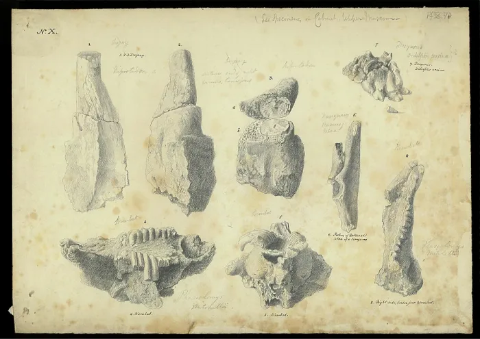 Framed Print : Bones from a cave in Wellington Valley, NSW, Australia Framed Print : Bones from a cave in Wellington Valley, NSW, Australia