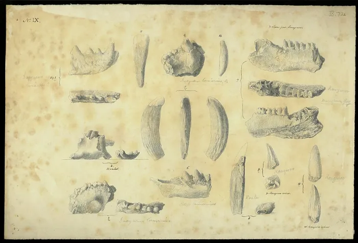 Framed Print : Bones from a cave in Wellington Valley, NSW, Australia Framed Print : Bones from a cave in Wellington Valley, NSW, Australia