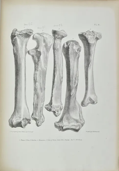 Framed Print : Bones found in Kent's Cavern Framed Print : Bones found in Kent's Cavern