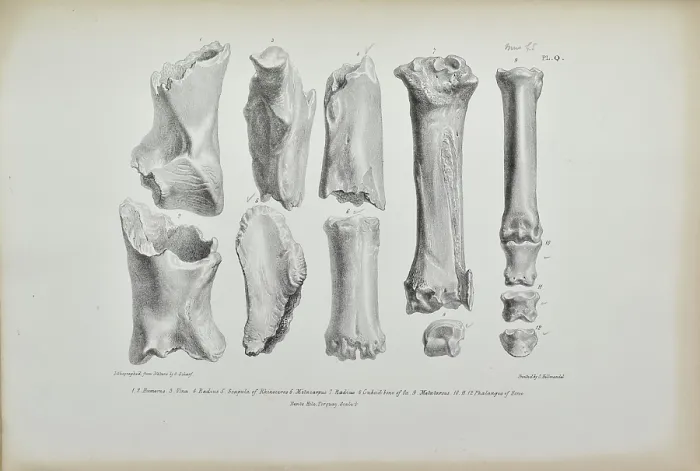 Framed Print : Bones of rhinoceros and horse found in Kent's Cavern Framed Print : Bones of rhinoceros and horse found in Kent's Cavern