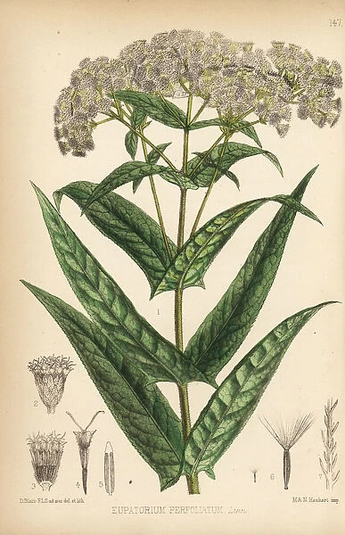 Boneset or bonsett, Eupatorium perfoliatum