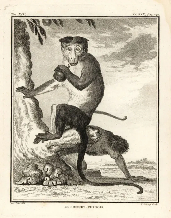 Framed Print : Bonnet macaque, Macaca radiata Framed Print : Bonnet macaque, Macaca radiata