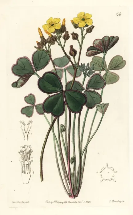 Framed Print : Bonsai oxalis, Oxalis megalorrhiza Framed Print : Bonsai oxalis, Oxalis megalorrhiza
