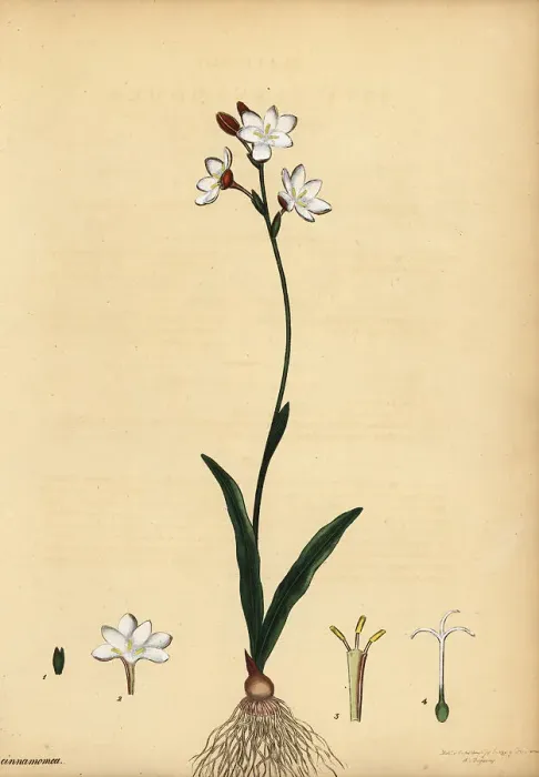 Framed Print : Bontrokkie, Hesperantha falcata Framed Print : Bontrokkie, Hesperantha falcata