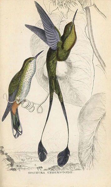 Booted racket-tail, Ocreatus underwoodii