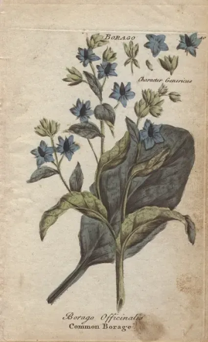Framed Print : Borage, Borago officinalis Framed Print : Borage, Borago officinalis
