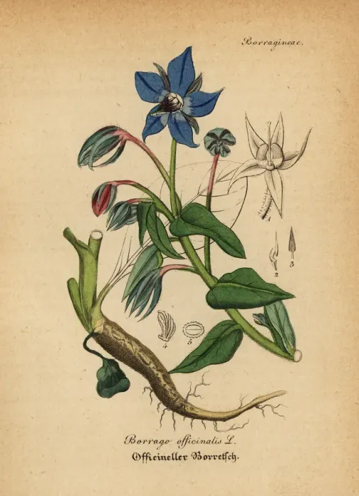 Framed Print : Borage, Borago officinalis Framed Print : Borage, Borago officinalis