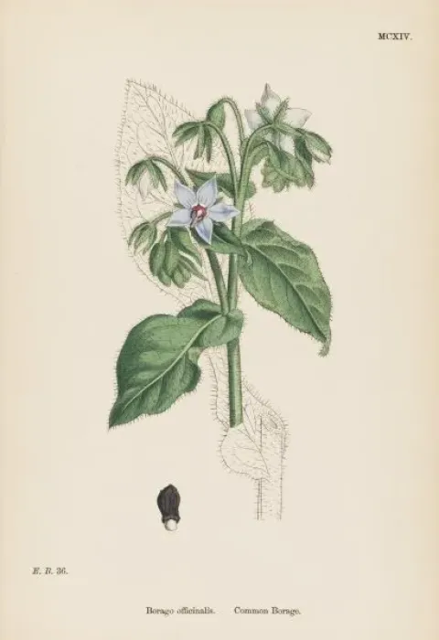 Framed Print : Borago Officinalis Framed Print : Borago Officinalis