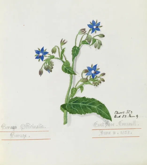 Framed Print : Borago officinalis, borage Framed Print : Borago officinalis, borage