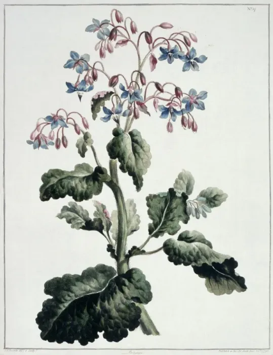 Framed Print : Borago officinalis, borage Framed Print : Borago officinalis, borage