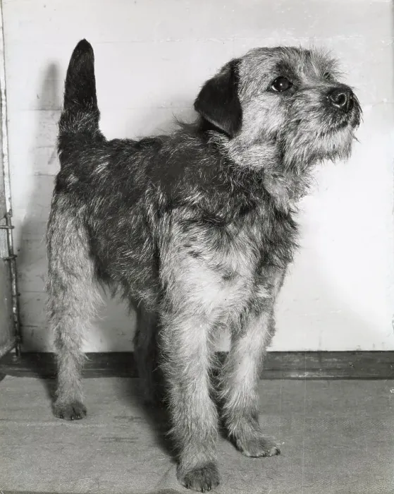 Framed Print : Border terrier dog looking up expectantly Date: 1950s Framed Print : Border terrier dog looking up expectantly Date: 1950s