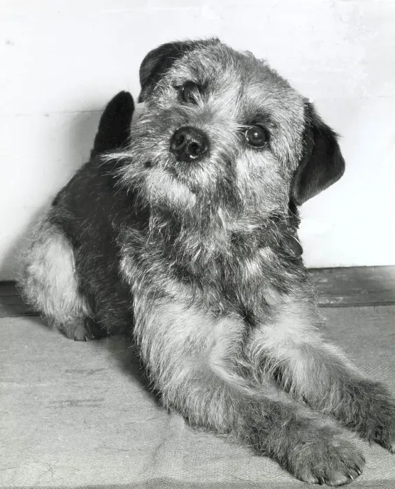 Framed Print : Border terrier dog lying down Date: 1950s Framed Print : Border terrier dog lying down Date: 1950s