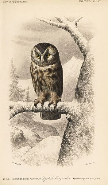 Boreal owl, Aegolius funereus