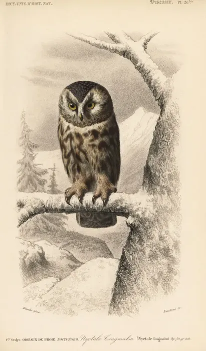 Framed Print : Boreal owl, Aegolius funereus Framed Print : Boreal owl, Aegolius funereus