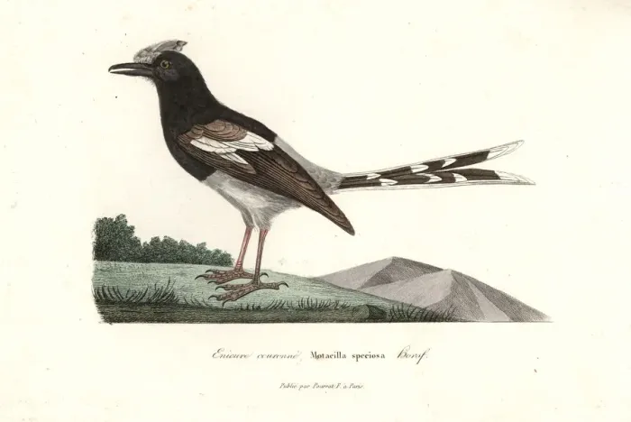 Framed Print : Bornean forktail, Enicurus borneensis Framed Print : Bornean forktail, Enicurus borneensis