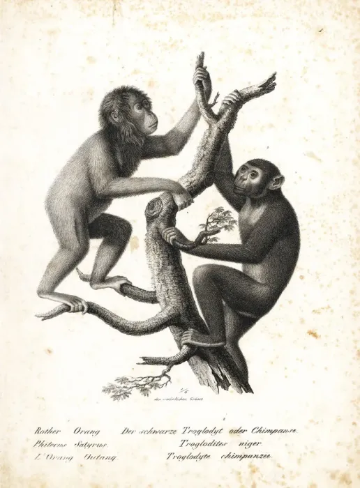 Framed Print : Bornean orangutan and chimpanzee, both endangered Framed Print : Bornean orangutan and chimpanzee, both endangered