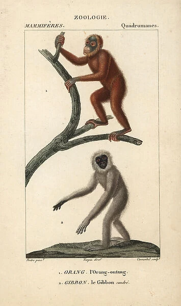 Bornean orangutan, Pongo pygmaeus (endangered)