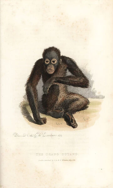 Bornean orangutan, Pongo pygmaeus. Endangered
