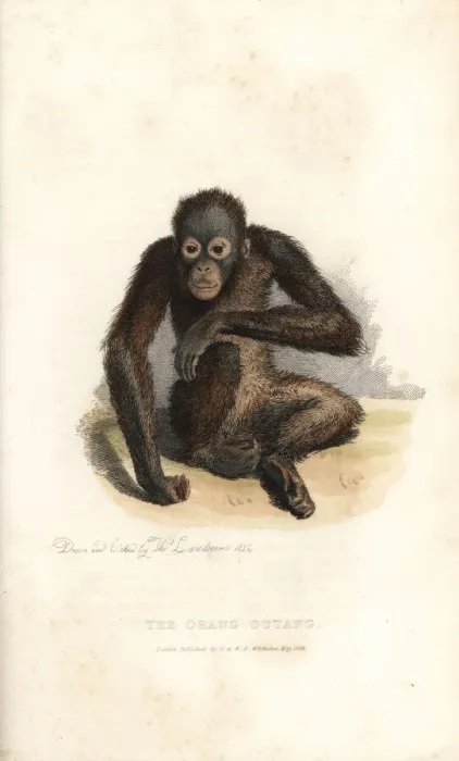 Framed Print : Bornean orangutan, Pongo pygmaeus. Endangered Framed Print : Bornean orangutan, Pongo pygmaeus. Endangered