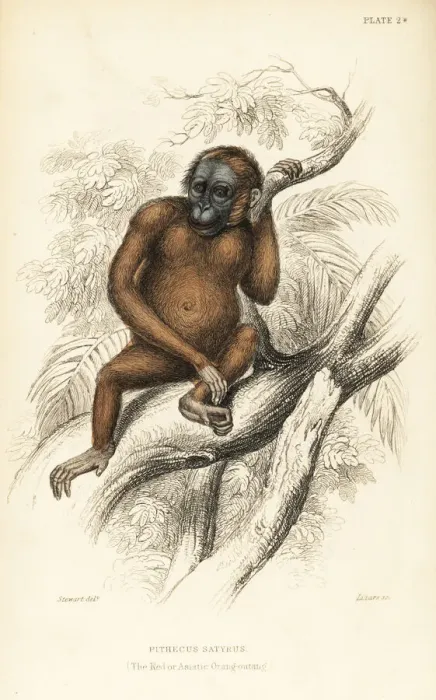 Framed Print : Bornean orangutan, Pongo pygmaeus. Endangered Framed Print : Bornean orangutan, Pongo pygmaeus. Endangered
