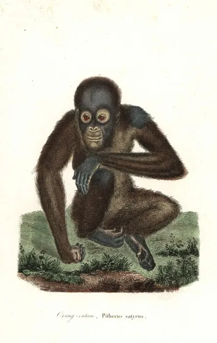 Framed Print : Bornean orangutan, Pongo pygmaeus. Endangered Framed Print : Bornean orangutan, Pongo pygmaeus. Endangered